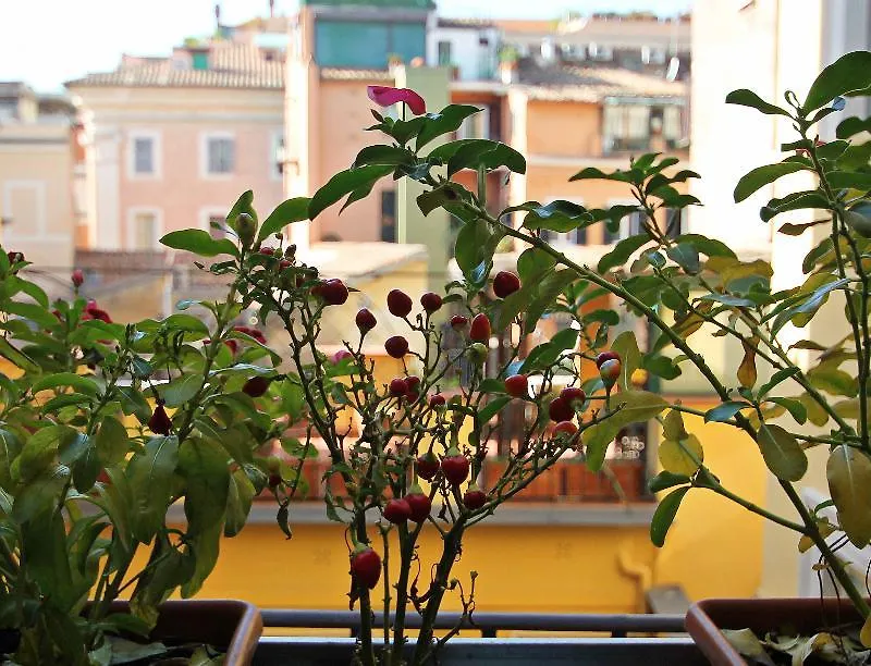 Magenta Campo Dei Fiori Roma